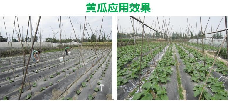 氨基寡糖素 - 植物的免疫衛(wèi)士，根結(jié)線蟲的克星