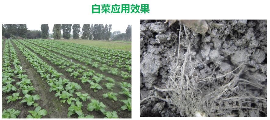 氨基寡糖素 - 植物的免疫衛(wèi)士，根結(jié)線蟲的克星