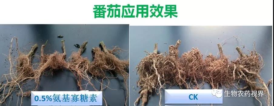 氨基寡糖素 - 植物的免疫衛(wèi)士，根結(jié)線蟲的克星