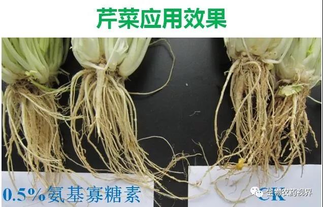 氨基寡糖素 - 植物的免疫衛(wèi)士，根結(jié)線蟲的克星