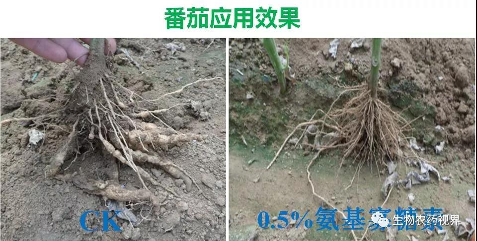 氨基寡糖素 - 植物的免疫衛(wèi)士，根結(jié)線蟲的克星