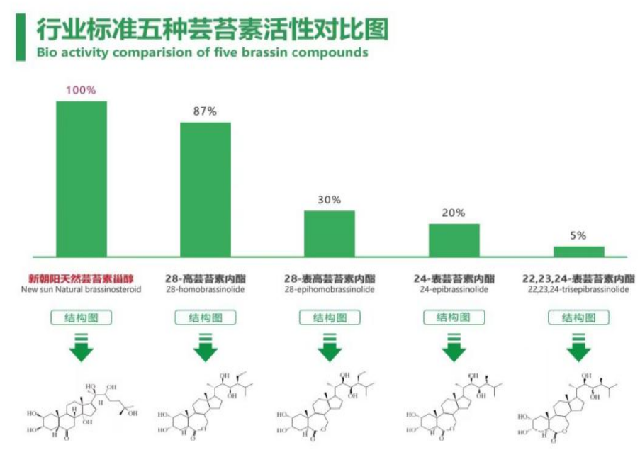 小麥拌種選新朝陽天然蕓苔素，讓小麥高產(chǎn)贏在起跑線上?。ㄐ←溤谑裁磿r候用蕓苔素效果最佳）