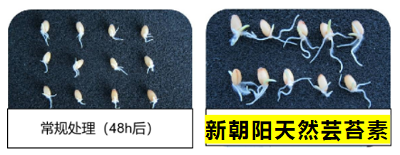 小麥拌種選新朝陽天然蕓苔素，讓小麥高產(chǎn)贏在起跑線上！（小麥在什么時候用蕓苔素效果最佳）