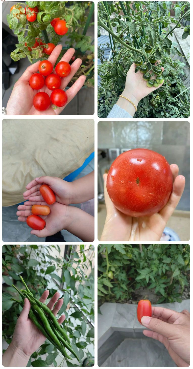 朝陽農(nóng)藝師系列活動(dòng) | “零”農(nóng)殘瓜果自己種，豐收喜報(bào)！